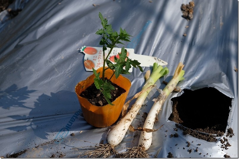 トマトの植え付け｜寝かせ植えで、ネギと混植