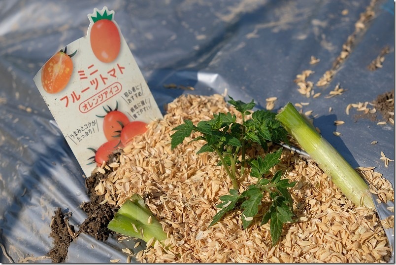 3月下旬でトマトの苗も小さいため、寝かせ植えにするとだいぶ埋没感がありますね