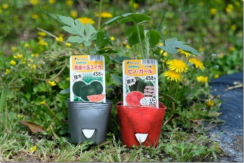ピノガールと黒皮小玉スイカ(ブラックプリンス)を比較【特徴・栽培・食感】 ピノガールと黒皮小玉スイカ(ブラックプリンス)を比較【特徴・栽培・食感】