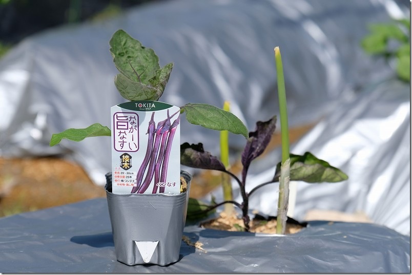 ながーい旨ナス（ペンなす）の苗 コメリ398円