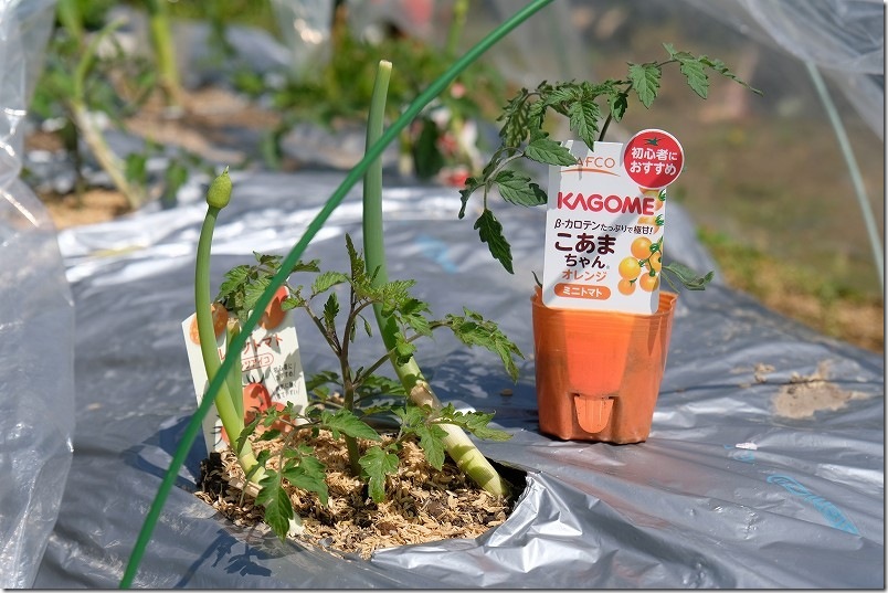 4月5日植え付けのトマト苗（こあまちゃん オレンジ）