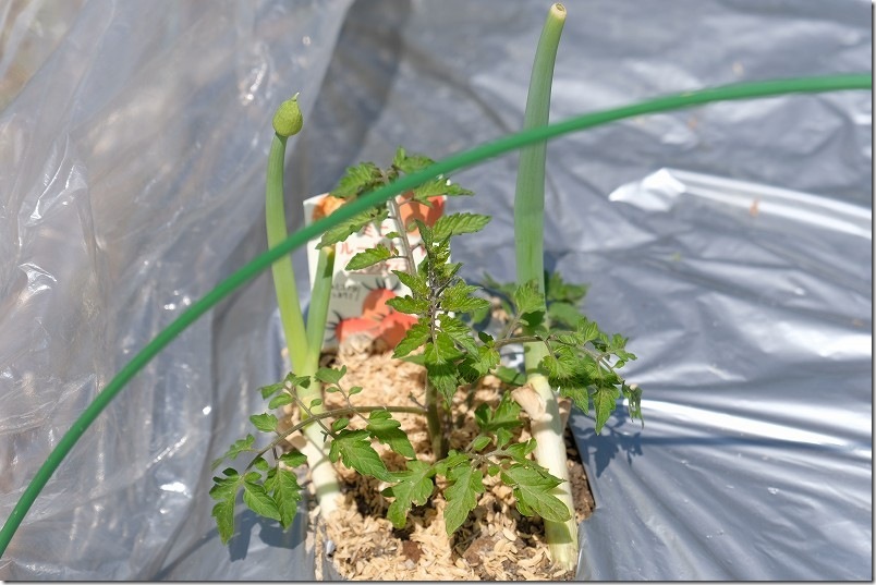 10日経過した4月5日時点のトマト苗 オレンジアイコ