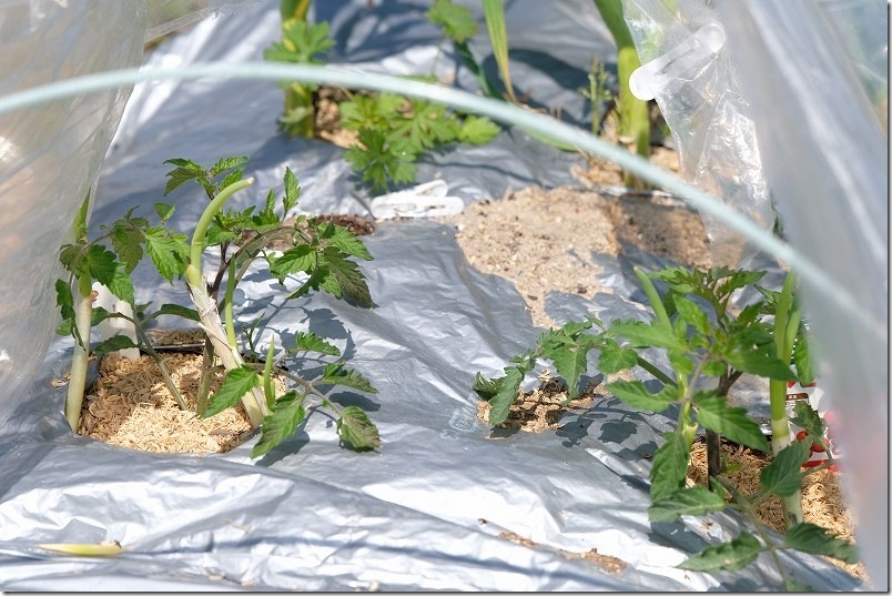 10日経過した4月5日時点のトマト苗 ルイ60とルビーノ