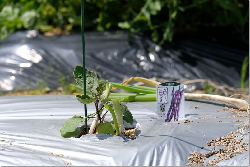 ナスを植え付けネギと混植で病気対策・コンパニオンプランツ（4月 ながーい旨ナス（ペンなす））