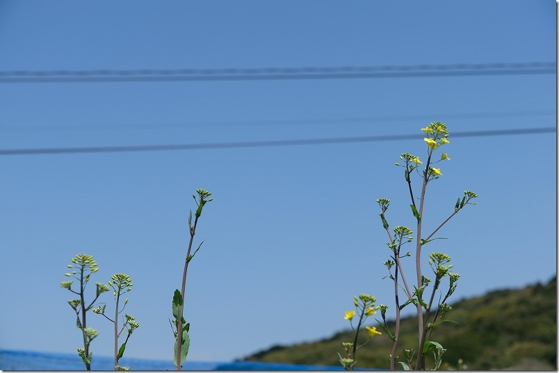 4月 のらぼう菜の花｜収穫終了