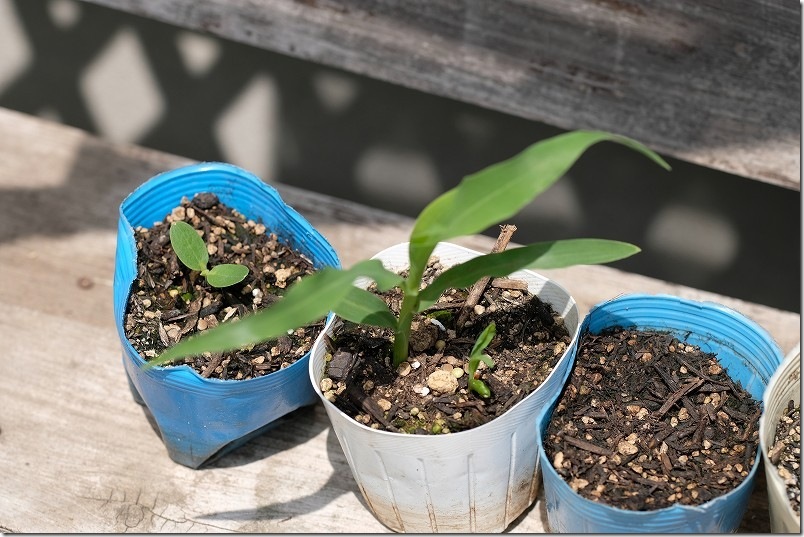 4/16 交配極甘ホワイトコーン・まくわ瓜 金ちゃんの発芽後の生育状況 屋外