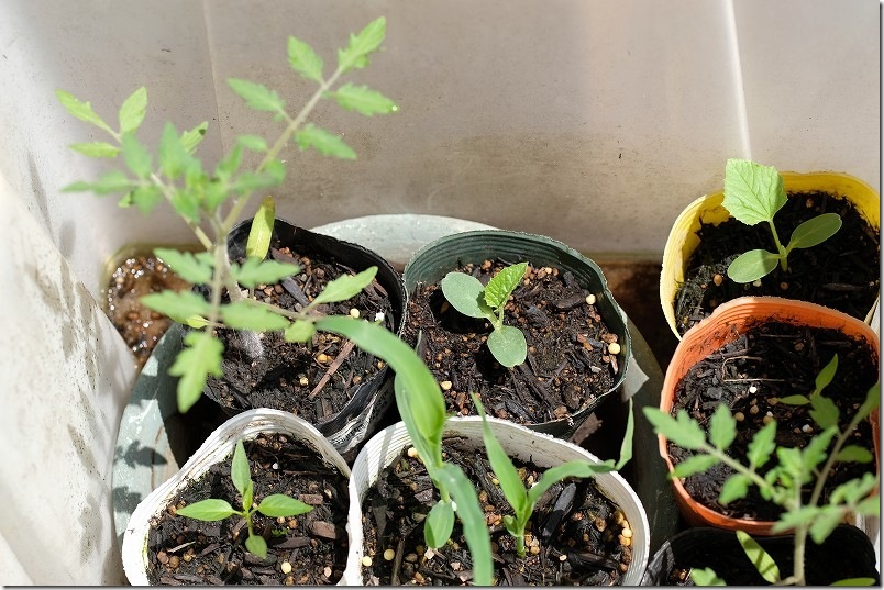 4/16 交配極甘ホワイトコーン・まくわ瓜 金ちゃんの発芽後の生育状況 収納BOX内