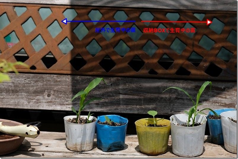 4/16 交配極甘ホワイトコーン・まくわ瓜 金ちゃんの発芽後の生育状況 収納BOX内と屋外の生育状況を比較