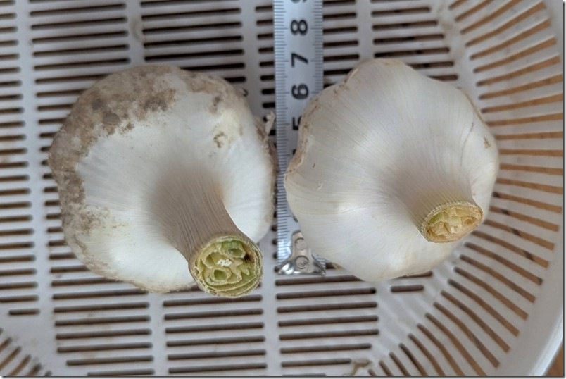 ニンニクの収穫サイズ 7cm