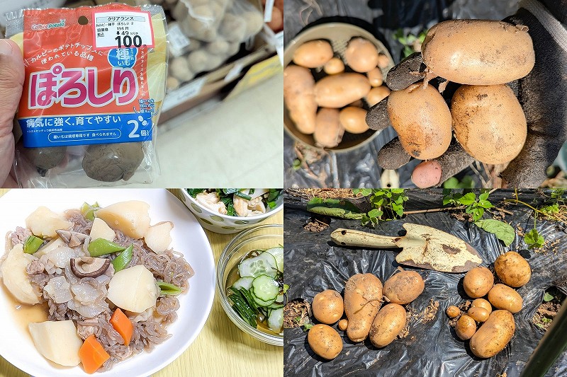 【家庭菜園】100円の見切り品じゃがいも「ぽろしり」を5月に収穫！2個の種芋からの収穫量と食レポ