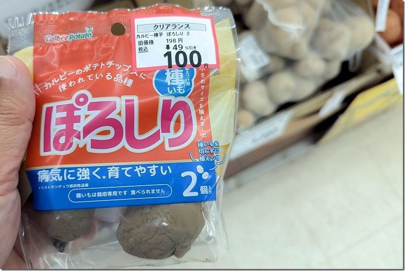 植え付けた「ぽろしり」の種芋｜クリアランスセールで100円の品
