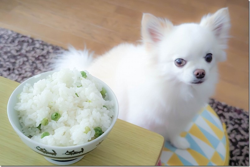うすいえんどうの豆ごはん|家庭菜園で収穫 うすいえんどうの豆ごはん|家庭菜園で収穫