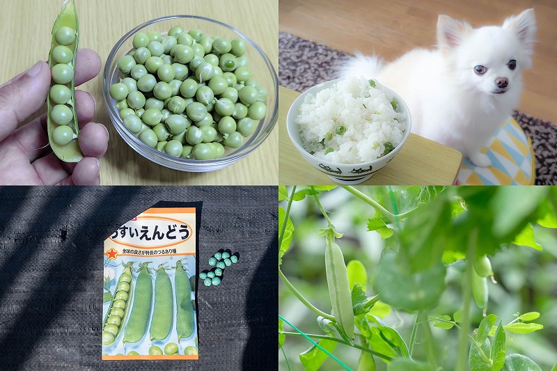 【2026年】うすいえんどう栽培記録｜豆ご飯向きで甘くてホクホク！11月種まきから春の収穫まで