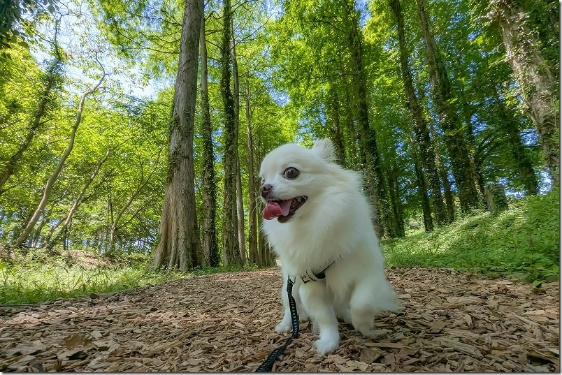 新緑のメタセコイアの森(遊歩道)を犬と散策|メタセの杜 新緑のメタセコイアの森(遊歩道)を犬と散策|メタセの杜