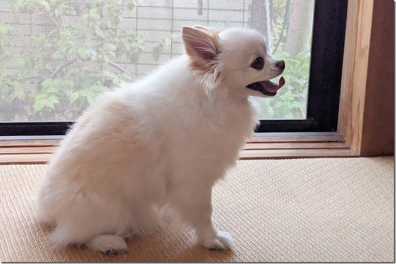 チワワ・犬(こむぎ)の、サマーカット前 チワワ・犬(こむぎ)の、サマーカット前