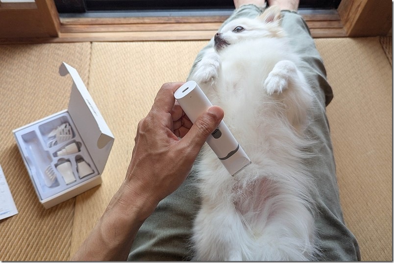 バリカンで犬のお腹の毛をカット|自宅でトリミング(カット開始時) バリカンで犬のお腹の毛をカット|自宅でトリミング(カット開始時)