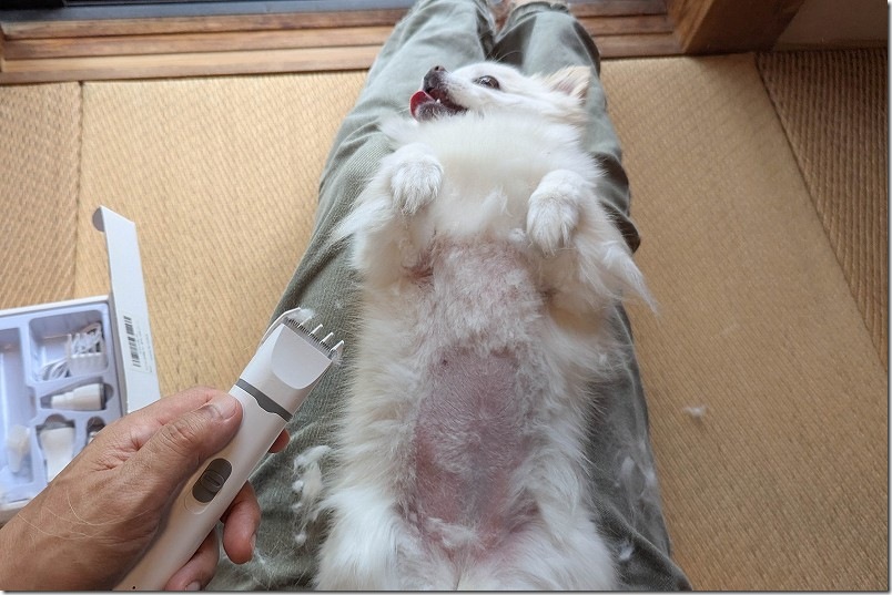 バリカンで犬のお腹の毛をカット|自宅でトリミング(カット終了時) バリカンで犬のお腹の毛をカット|自宅でトリミング(カット終了時)