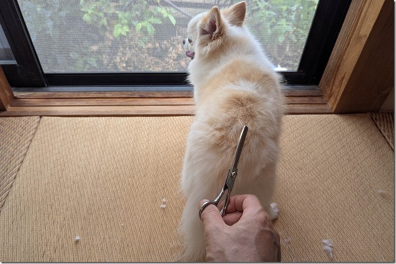 すきバサミで犬の背中の毛をカット|自宅でトリミング(カット開始時) すきバサミで犬の背中の毛をカット|自宅でトリミング(カット開始時)