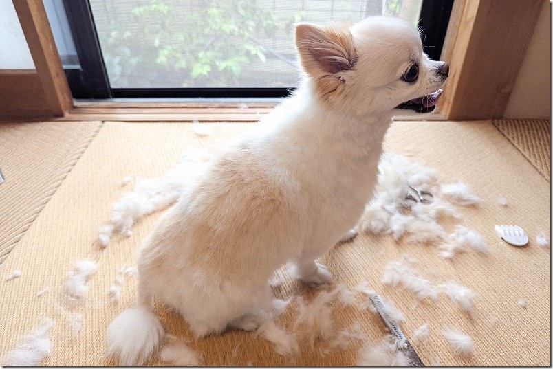 すきバサミで犬の背中の毛をカット|自宅でトリミング(カット終了時) すきバサミで犬の背中の毛をカット|自宅でトリミング(カット終了時)