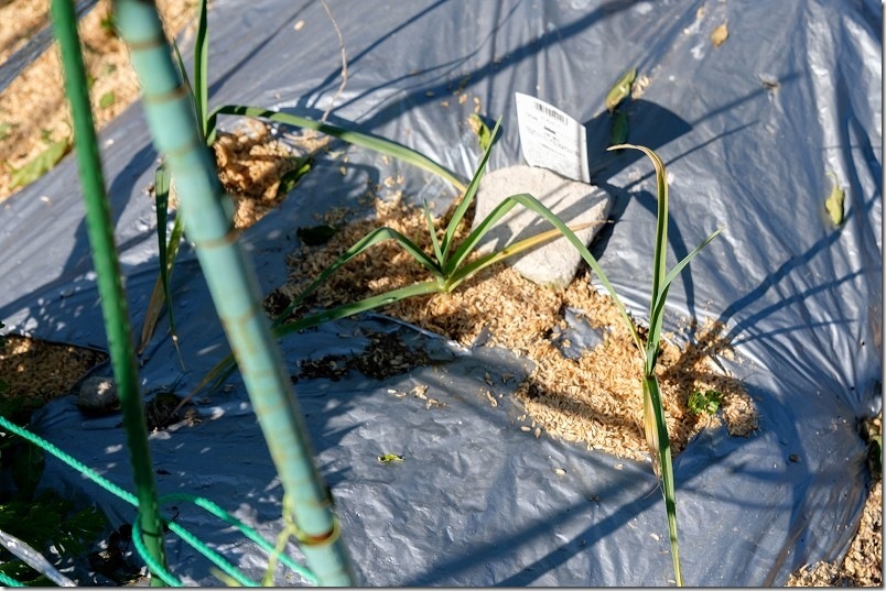 1/6 ニンニク植え付けから約3ヶ月｜ニンニク栽培