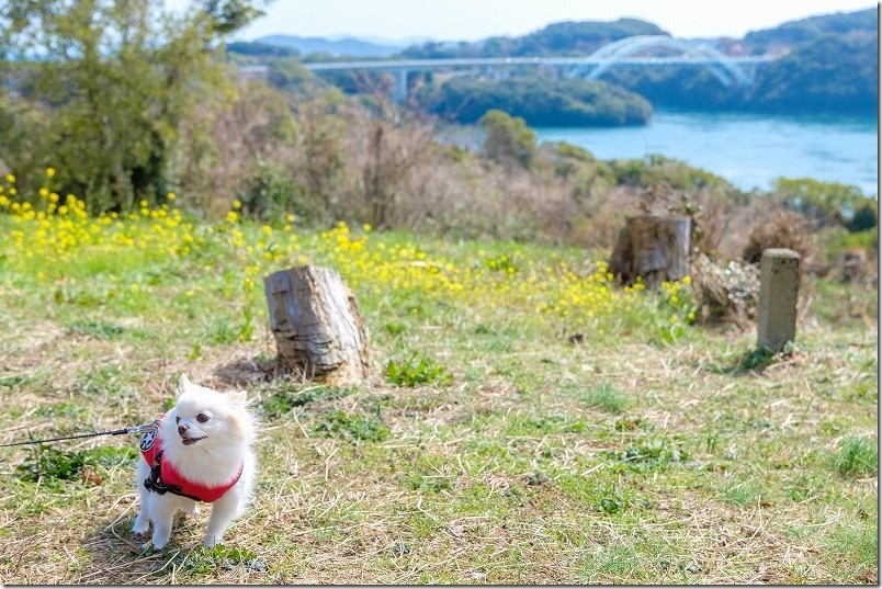 長崎を犬連れ旅行｜西海橋観光と佐世保バーガー＆ドッグラン付き宿「KawanTanyanの宿」宿泊記