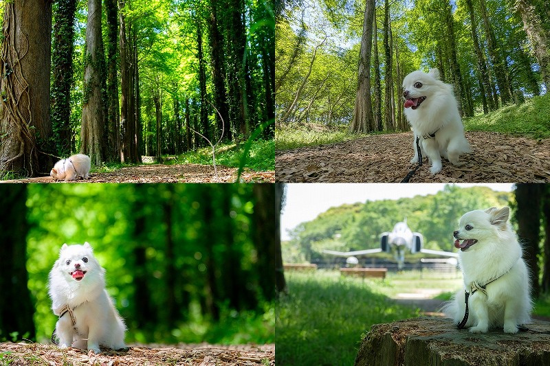 犬連れで新緑のメタセコイヤの森を散策｜メタセの杜【福岡県築上町】