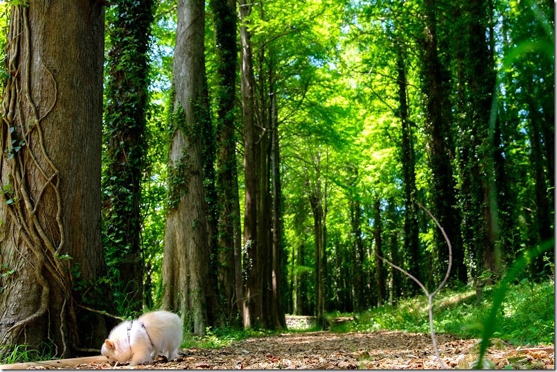 メタセコイアの森を散策|犬・チワワと一緒に|メタセの杜 メタセコイアの森を散策|犬・チワワと一緒に|メタセの杜