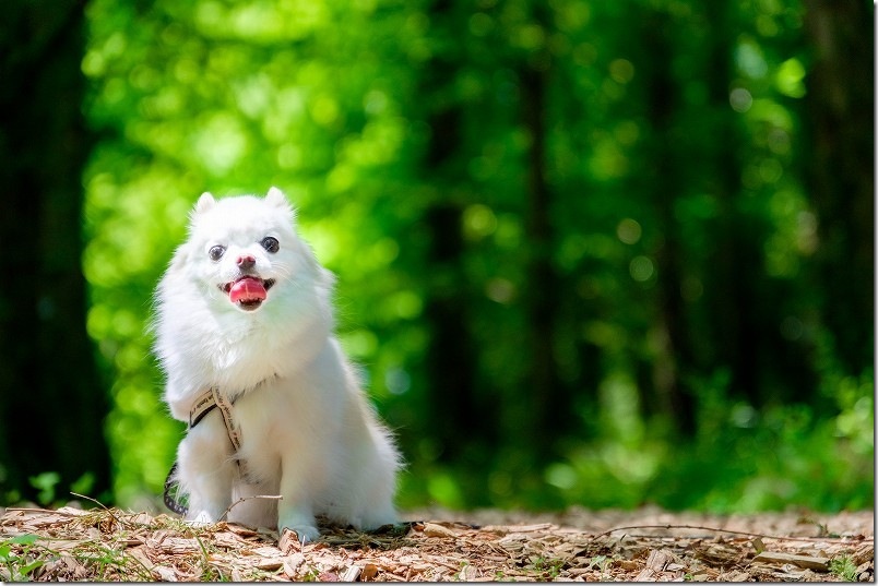 新緑のメタセコイアの森で犬・チワワを撮影|メタセの杜 新緑のメタセコイアの森で犬・チワワを撮影|メタセの杜