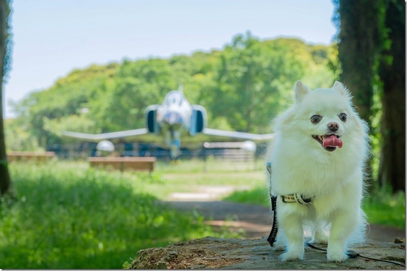 切り株の上の犬・チワワとF4戦闘機を撮影|メタセの杜 切り株の上の犬・チワワとF4戦闘機を撮影|メタセの杜