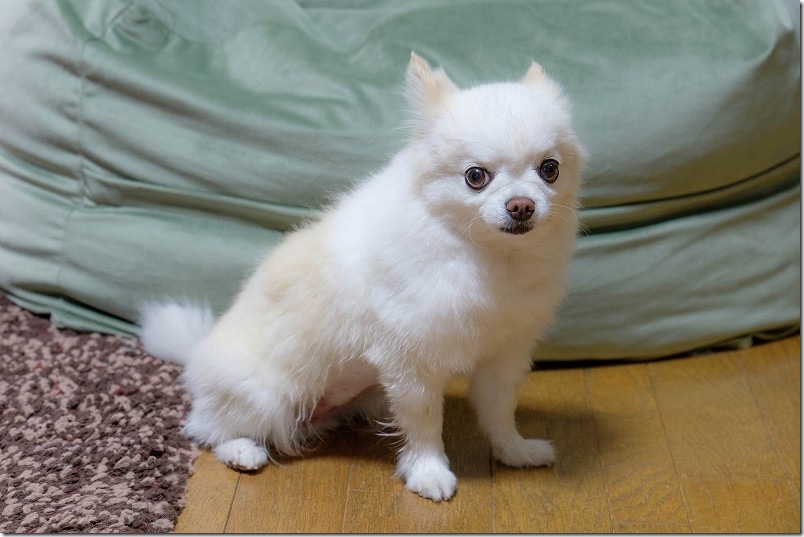 チワワ・犬(こむぎ)の、サマーカット後 チワワ・犬(こむぎ)の、サマーカット後