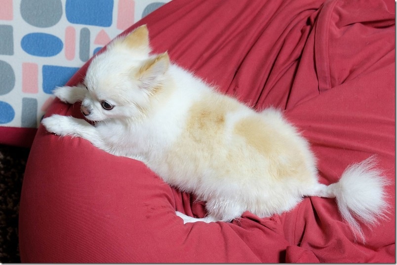 チワワ・犬をバリカンとすきバサミでカット後(背中・尻尾)|自宅でトリミング チワワ・犬をバリカンとすきバサミでカット後(背中・尻尾)|自宅でトリミング