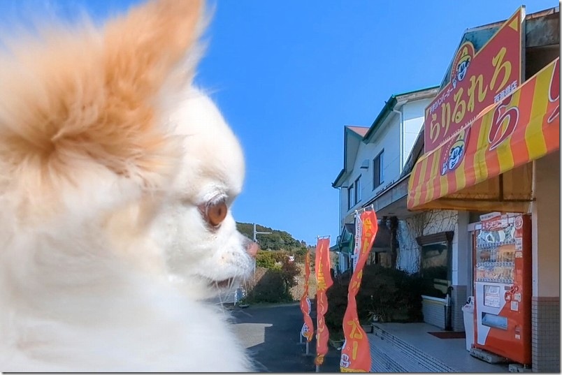 佐世保バーガー「らりるれろ 西海橋店」でテイクアウトでピクニック｜犬連れランチ