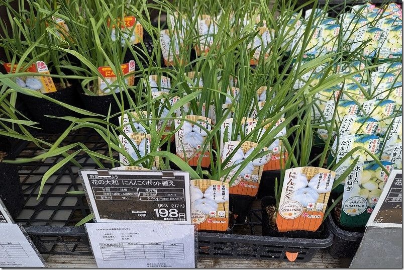 購入した「にんにくポット植え」217円で3つ入り