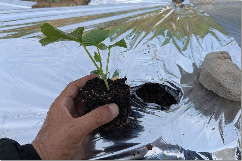 ダイソーの種(100均種)のまくわ瓜金ちゃんを5月植え付け ダイソーの種(100均種)のまくわ瓜金ちゃんを5月植え付け