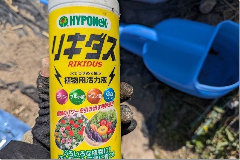 5月 マクワウリを植え付け|活着対策にリキダス・ 5月 マクワウリを植え付け|活着対策にリキダス