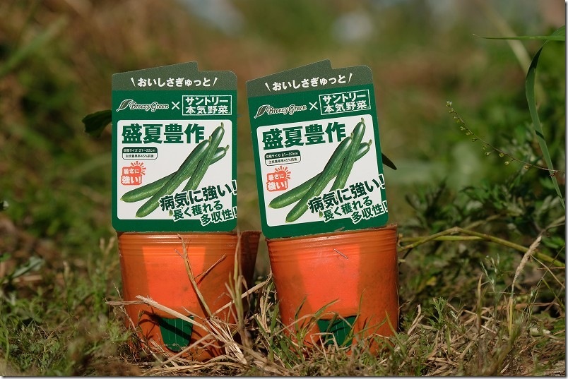 サントリー&times;コメリのコラボ苗「盛夏豊作」を植え付け