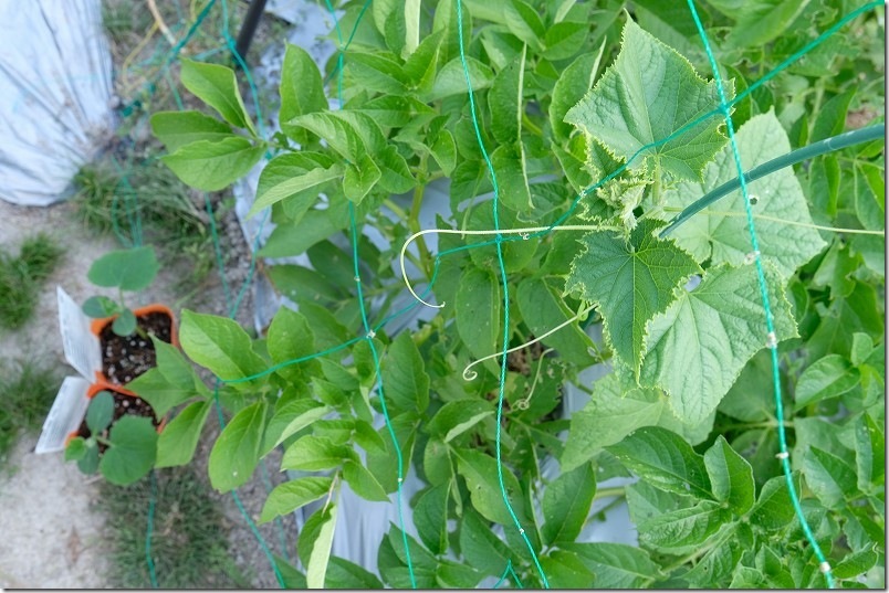 3週間経過した「きゅうり」（夏すずみの接ぎ木苗）と植え付けた盛夏豊作ポットを比較