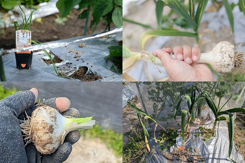 にんにくのポット苗をバラして育てた栽培記録｜家庭菜園で10月植え付け・5月の収穫サイズは7cm【ホワイト種】