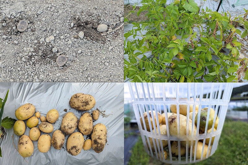 じゃがいも「シンシア」を5月末に収穫｜2株で26個収穫！マルチ栽培で見えた高温時の課題と対策