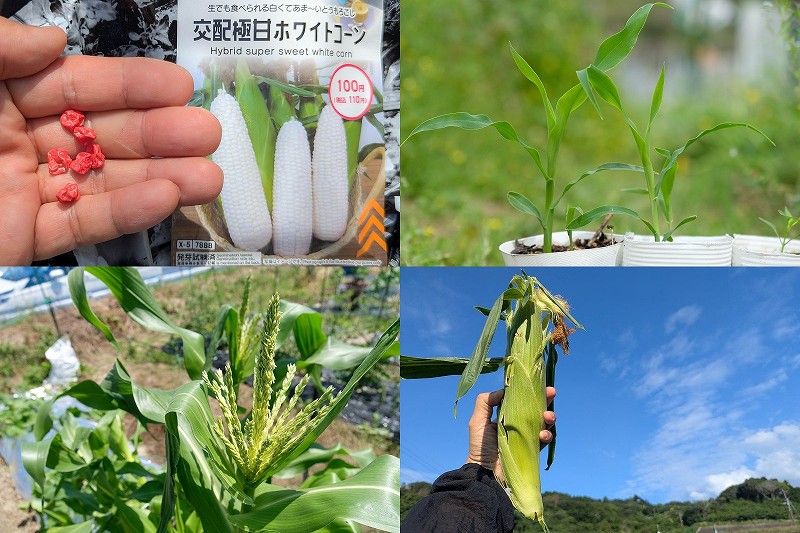 100均ダイソーのホワイトコーン栽培｜交配極甘ホワイトコーンの収穫結果とアワノメイガ対策