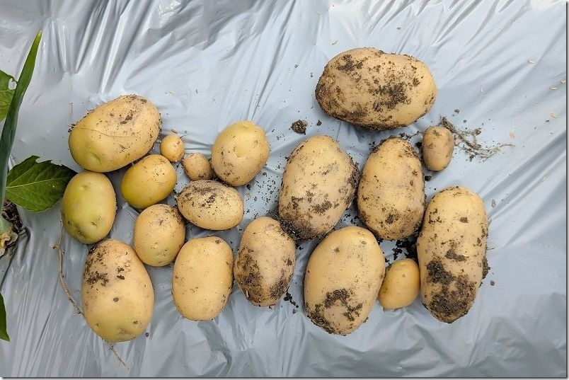 じゃがいも シンシア 1株からの収穫量・サイズ(1株目) じゃがいも シンシア 1株からの収穫量・サイズ(1株目)