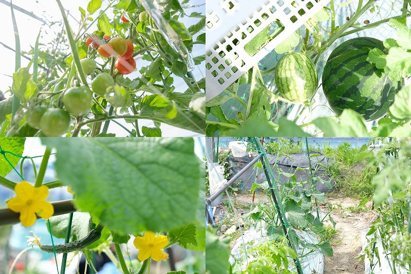 5m×5m（25平米）の貸し農園で育てている夏野菜｜家庭菜園で13種類・50株近くを栽培中