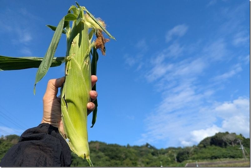 6月中旬に100均(ダイソー)の交配極甘ホワイトコーンを収穫 6月中旬に100均(ダイソー)の交配極甘ホワイトコーンを収穫