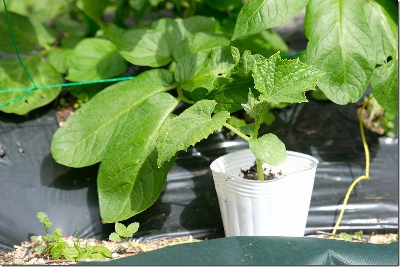 家庭菜園に植えたキュウリ南進