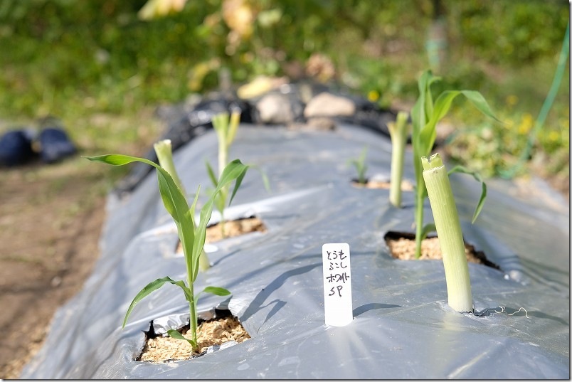 植え付けた100均の交配極甘ホワイトコーン|家庭菜園 植え付けた100均の交配極甘ホワイトコーン|家庭菜園