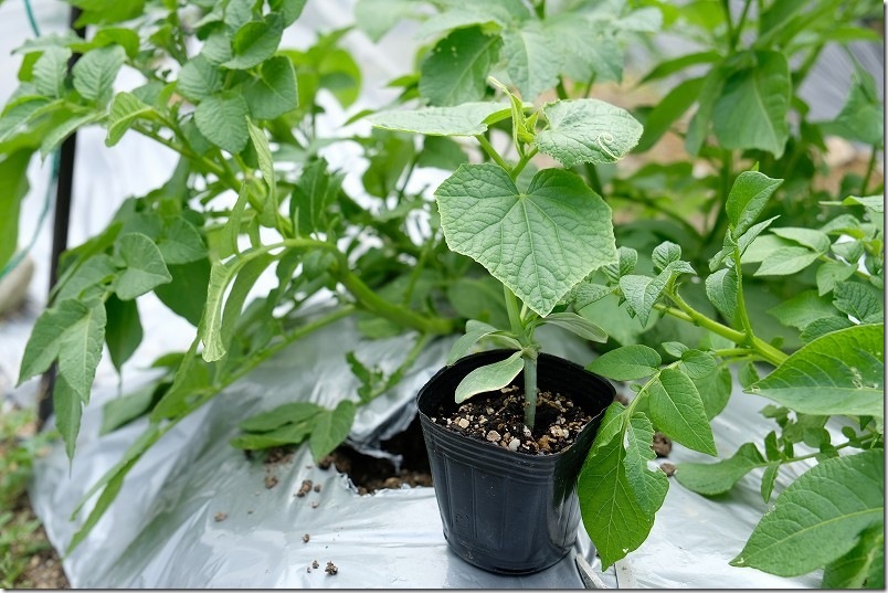 家庭菜園に植えたキュウリ夏すずみ（接ぎ木苗）
