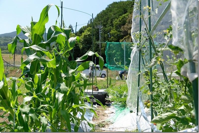 5月下旬 家庭菜園で成長した100均(ダイソー)の交配極甘ホワイトコーン 5月下旬 家庭菜園で成長した100均(ダイソー)の交配極甘ホワイトコーン