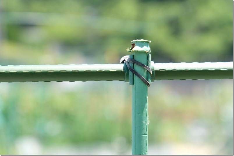 ナスの3本仕立て｜支柱を横方向にも100均のクロスバンド＋アンカーバンドで固定