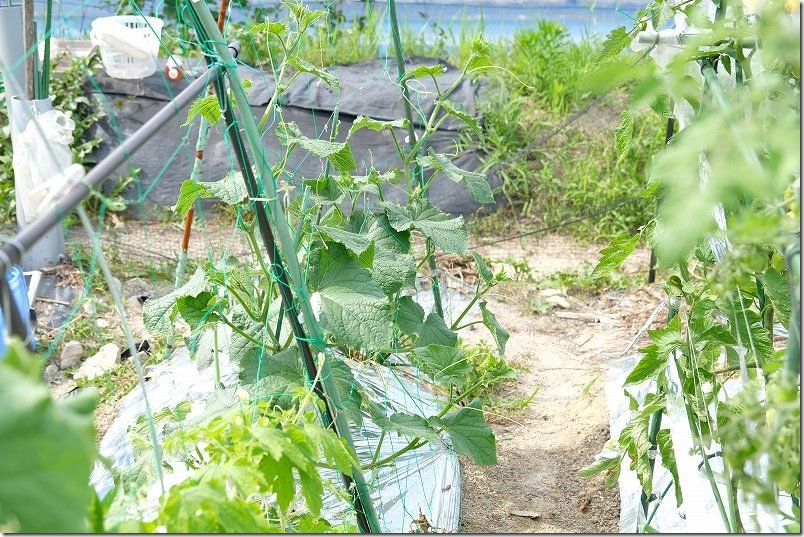 きゅうり｜貸し農園の家庭菜園で栽培中