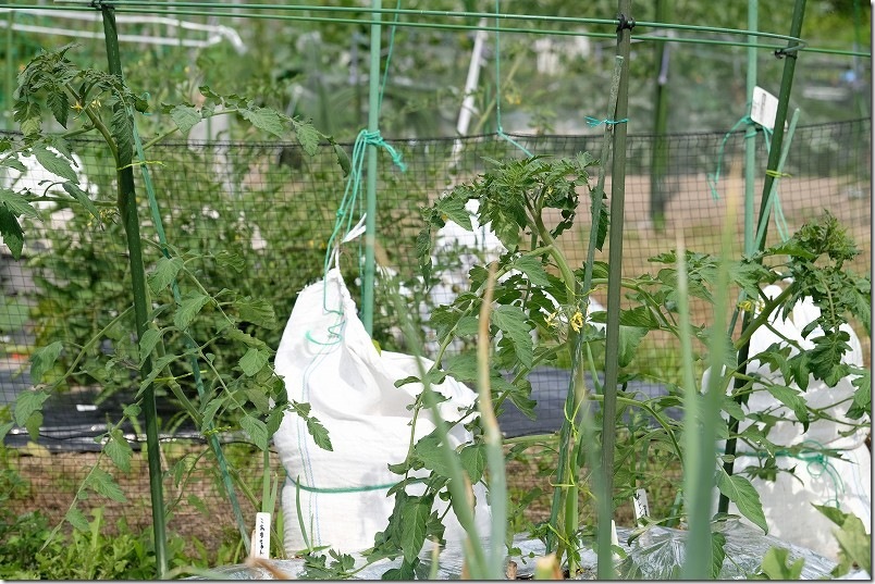トマト｜貸し農園の家庭菜園で挿し木で増殖